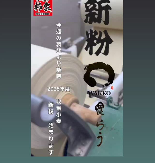 今週の製麺より　随時ではありますが、2025年度収穫小麦での